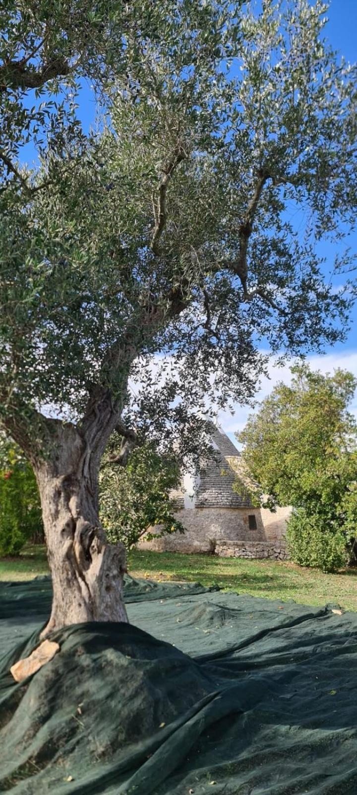 Trullo Claf Villa ออสตูนี ภายนอก รูปภาพ